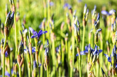 Yeşil arkaplanda ockerel çiçekleri