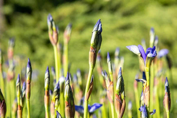 Ockerel Flowers Green Background — Stock Photo, Image