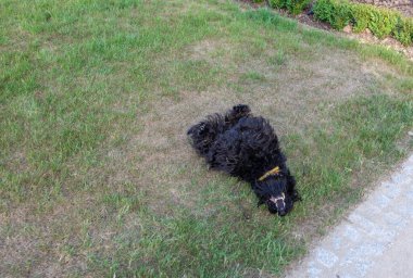 Uzun, yeniden uzamış saçları çimlerin üzerinde dinlenen sevimli İskoç Teriyeri.