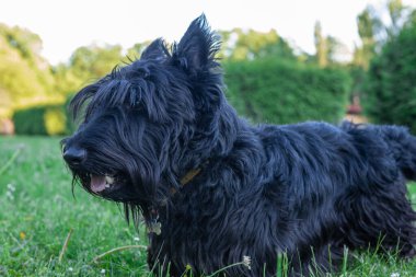 Uzun, yeniden uzamış saçları çimlerin üzerinde dinlenen sevimli İskoç Teriyeri.
