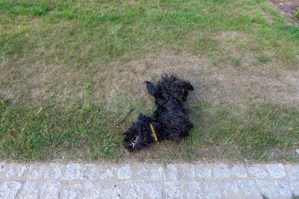 Netter Schottischer Terrier Mit Langen Nachgewachsenen Haaren Der Auf Dem — Stockfoto