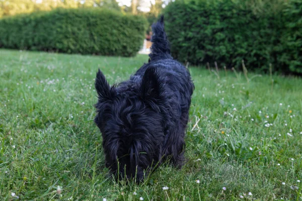 Söt Skotsk Terrier Med Lång Återväxt Hår Vilar Gräset — Stockfoto