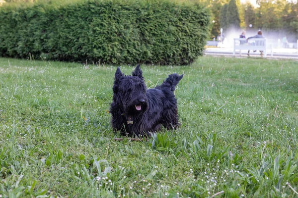 Słodkie Szkocki Terrier Długo Odrasta Włosy Spoczywające Trawie — Zdjęcie stockowe