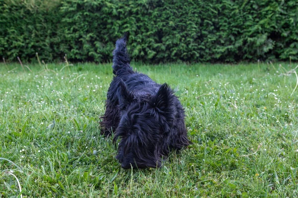 Söt Skotsk Terrier Med Lång Återväxt Hår Vilar Gräset — Stockfoto