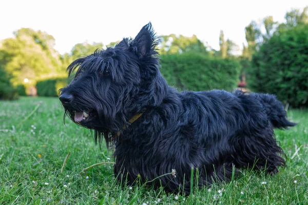 Carino Terrier Scozzese Con Lunghi Capelli Ricresciti Appoggiati Sull Erba — Foto Stock