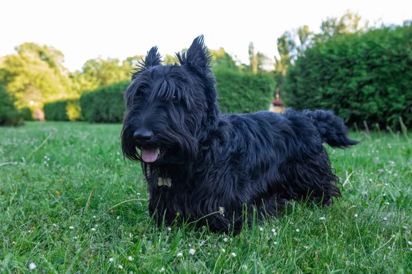 Aranyos Skót Terrier Hosszú Regrown Haj Pihen Füvön — Stock Fotó