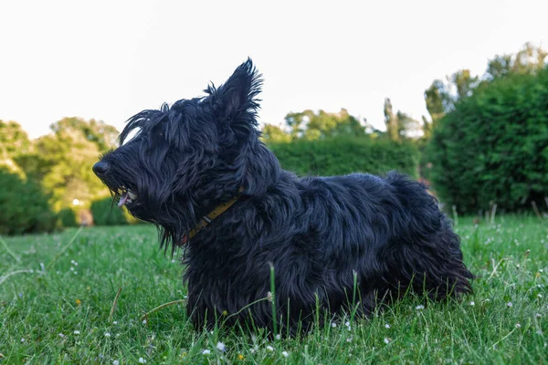 Söt Skotsk Terrier Med Lång Återväxt Hår Vilar Gräset — Stockfoto