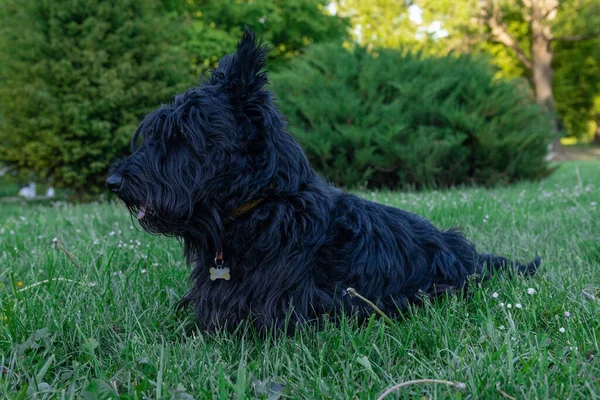 Mignon Écossais Terrier Avec Longs Cheveux Repoussés Reposant Sur Herbe — Photo