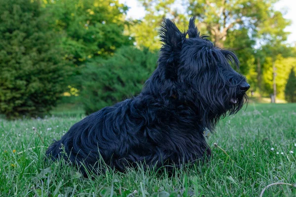 Netter Schottischer Terrier Mit Langen Nachgewachsenen Haaren Der Auf Dem — Stockfoto