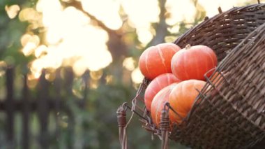 Sepette balkabakları. Güzel bulanık bir arka planda küçük balkabakları olan eski bir hasır sepet. Batan güneşin ışınları balkabaklarına çarptı..