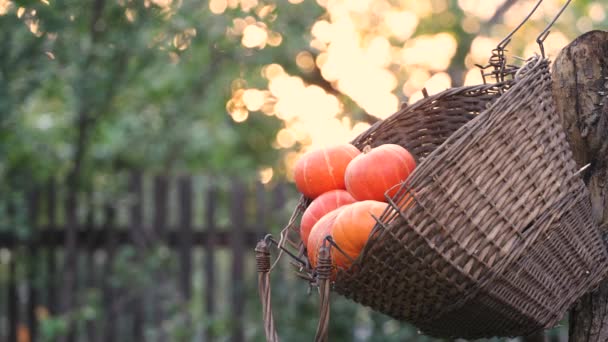 Calabazas Una Canasta Naturaleza Una Vieja Cesta Mimbre Cuelga Árbol — Vídeos de Stock