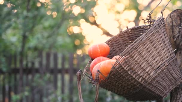 Zucche Cesto Natura Vecchio Cesto Vimini Pende Albero Giardino Contiene — Video Stock