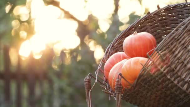 Pompoenen Een Mand Natuur Een Oude Rieten Mand Met Kleine — Stockvideo