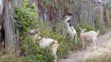 Keçiler doğada. Keçiler genç ağaç filizlerini yerler. Bir tanesi arka ayaklarının üstüne kalktı. Dikenli deniz mahsulleri yiyor..