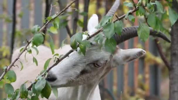 Koza Naturze Koza Zjada Liście Gałęzi Drzewie Zbliżenie — Wideo stockowe