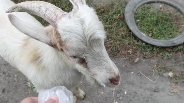 Geit Voeden Een Mannelijke Hand Voedt Een Jonge Geit Met — Stockvideo