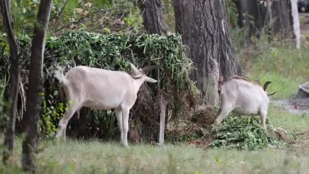 Goats Nature Two Goats Eat Grass Cuttings Compost Heap — Stock Video