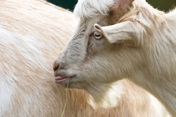 Goat Nature Muzzle Young Goat Close — Stock Photo, Image