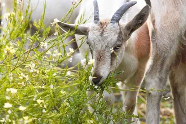 Cabras Naturaleza Cabra Está Pastando Ella Come Brotes Rúcula —  Fotos de Stock