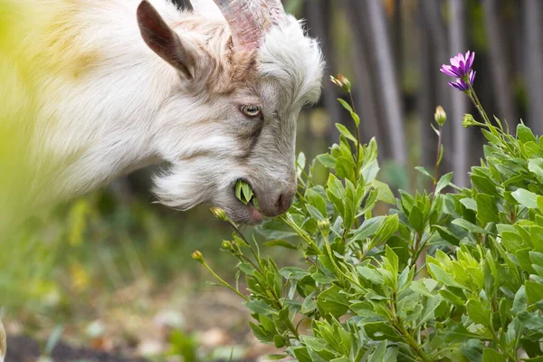 Kozy Naturze Koza Wypasa Się Ogrodzie Kwiaty Osteospermum — Zdjęcie stockowe