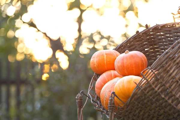 Pumpkins Basket Old Wicker Basket Small Pumpkins Beautifully Blurred Background — Stock Photo, Image