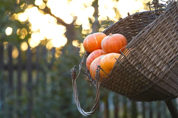 Pumpkins Basket Old Wicker Basket Hangs Tree Garden Contains Small — Stock Photo, Image