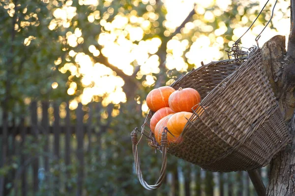 Pumpkins Basket Old Wicker Basket Hangs Tree Garden Contains Small — Stock Photo, Image