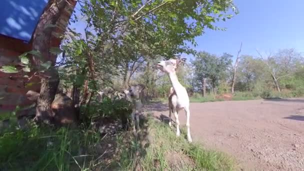 Cabras Naturaleza Las Cabras Comen Hojas Una Rama Árbol — Vídeos de Stock