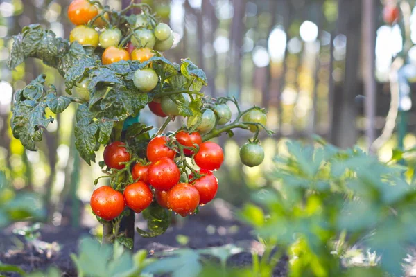 Kiraz yetiştiren domatesler. Açık arazide yetişen kiraz domatesleri.. 