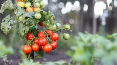 Kiraz yetiştiren domatesler. 2 shot. Bir. Açık alanda yetişen kiraz domatesleri. İki. Islak vişneli domatesleri yakından çek.. 
