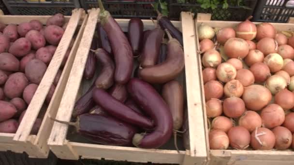 Grönsaker Marknaden Disken Smidig Kamerarörelse Längs Grönsakslådorna Kål Potatis Aubergine — Stockvideo