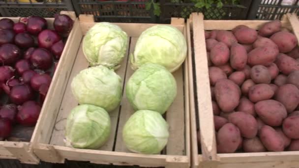 Warzywa Liczniku Płynny Ruch Kamery Wzdłuż Skrzyń Warzyw Cukinia Fioletowa — Wideo stockowe