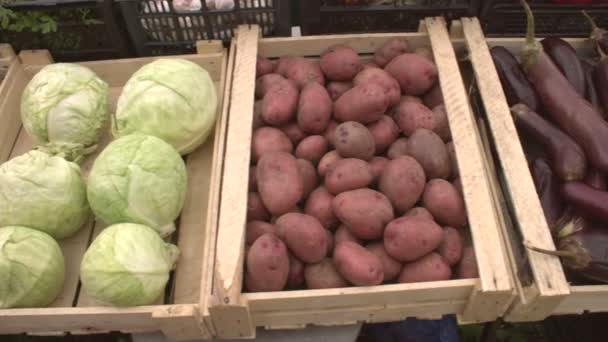 Gemüse Auf Der Ladentheke Sanfte Kamerafahrten Entlang Der Gemüsekisten Auberginen — Stockvideo