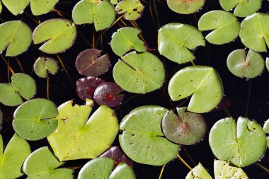 Green and red lily pads of the water lily plant - nymphaea - in dark pond water in Ontario, Canada.  clipart