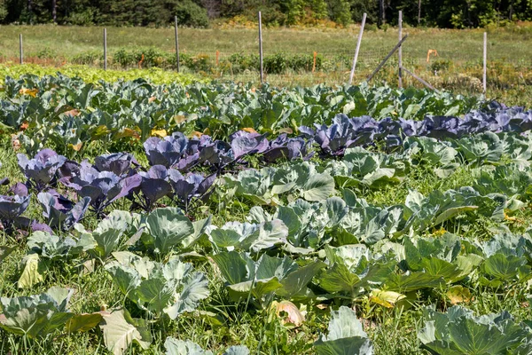 Ev bahçesinde yeşil ve mor lahana sıraları. Lahana tarlası.