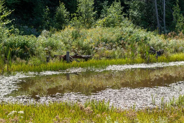 Kenarlarında bitki yetiştirme ile küçük bir çiftlik göleti. Arkaplanda ağaçlar.