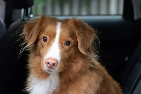 Bir arabanın arka koltuğunda Nova Scotia Ördek Çalan Köpek portresi