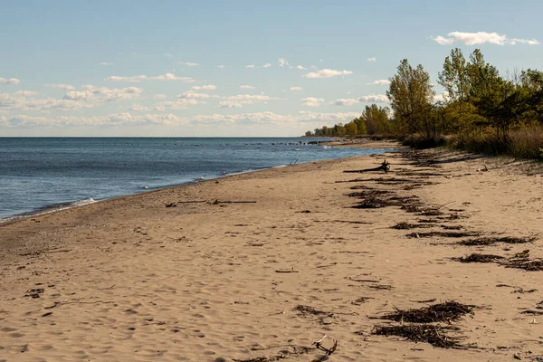 Erie Gölü 'ndeki boş plaj Rondeau Provincial Park, Ontario, Kanada. Sürüklenen ağaçlar, arka plandaki kuşlar..