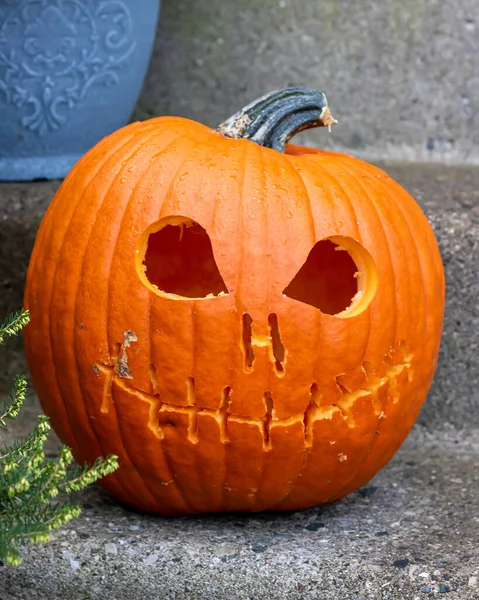 Balkabağı oyulmuş balkabağı.. 