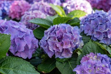 Hydrangea makrophylla ya da ortensiya fundalığı tamamen çiçek açmış, arka planda taze yeşil yapraklar ile birlikte. Hydrangea makrophylla, Hydrangeaceae familyasından bir bitki türü.