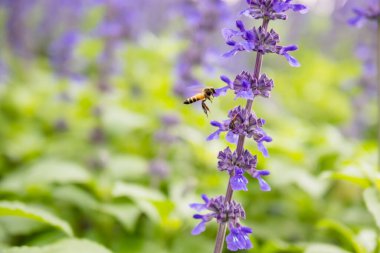 Mor üzerine çalışan bal arısı tozlaşması - Mavi Salvia 'nın mavi çiçekleri, bahçede açan güzel mavi ve mor çiçekler, Mavi Salvia çiçek tarlası arka planı, Kapan, Yumuşak odak.
