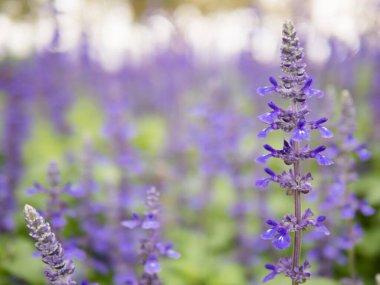 Bahçede açan güzel mavi ve mor taze çiçekler mavi salvia çiçeği tarlası arka planı, yaklaşın, yumuşak odak