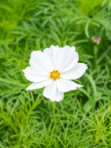 Kosmos Bloem Met Wazig Achtergrond Kosmos Bloem Bloeien Het Veld — Stockfoto