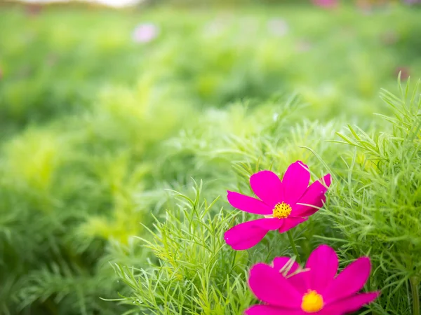 Kosmos Bloem Met Wazig Achtergrond Kosmos Bloem Bloeien Het Veld — Stockfoto