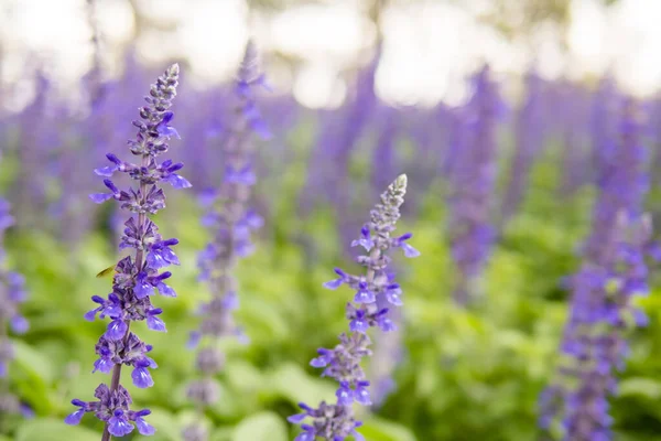 Krásné Modré Fialové Čerstvé Květiny Plně Kvetoucí Zahradě Modrá Salvia — Stock fotografie