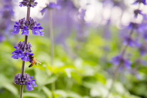 Med Včelí Opylení Pracuje Fialové Modré Květy Modré Salvia Krásné — Stock fotografie