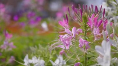 Cleome Hassleriana, bilinen adıyla Örümcek Çiçeği, Pembe Örümcek Çiçekleri veya Cleome Hassleriana sahada, Güzel Cleome Hassleriana.