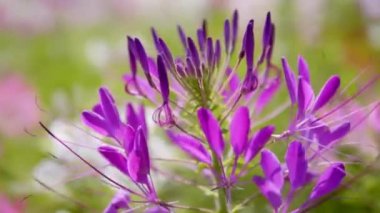 Cleome Hassleriana, bilinen adıyla Örümcek Çiçeği, Pembe Örümcek Çiçekleri veya Cleome Hassleriana sahada, Güzel Cleome Hassleriana.