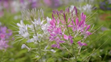 Cleome Hassleriana, bilinen adıyla Örümcek Çiçeği, Pembe Örümcek Çiçekleri veya Cleome Hassleriana sahada, Güzel Cleome Hassleriana.