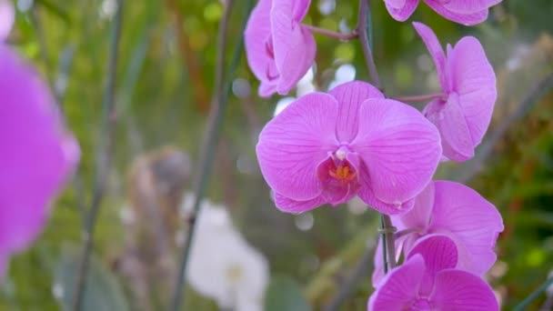 Orkidé Blomma Tropisk Trädgård Orkidéer Blommig Bakgrund Vacker Orkidé Trädgården — Stockvideo